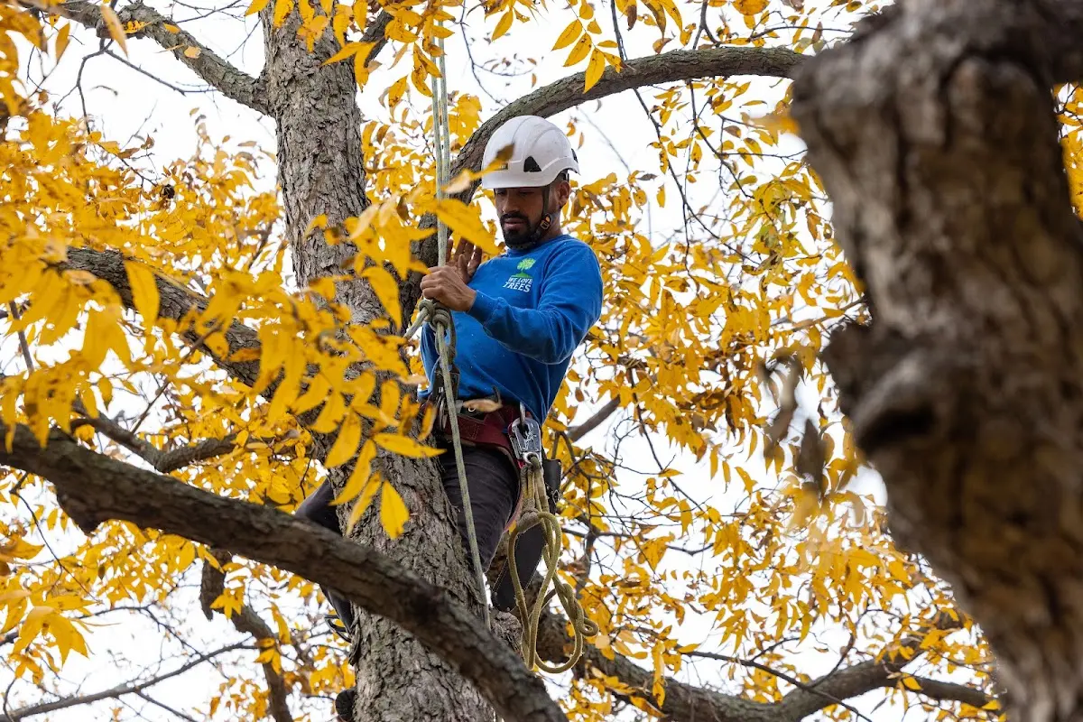 Skilled Tree Planing crew working in Melvin