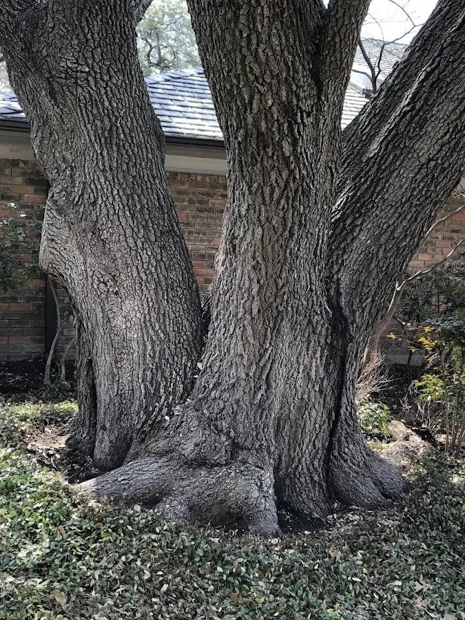 Mature heritage tree close to a Melvin property cared for by certified arborists